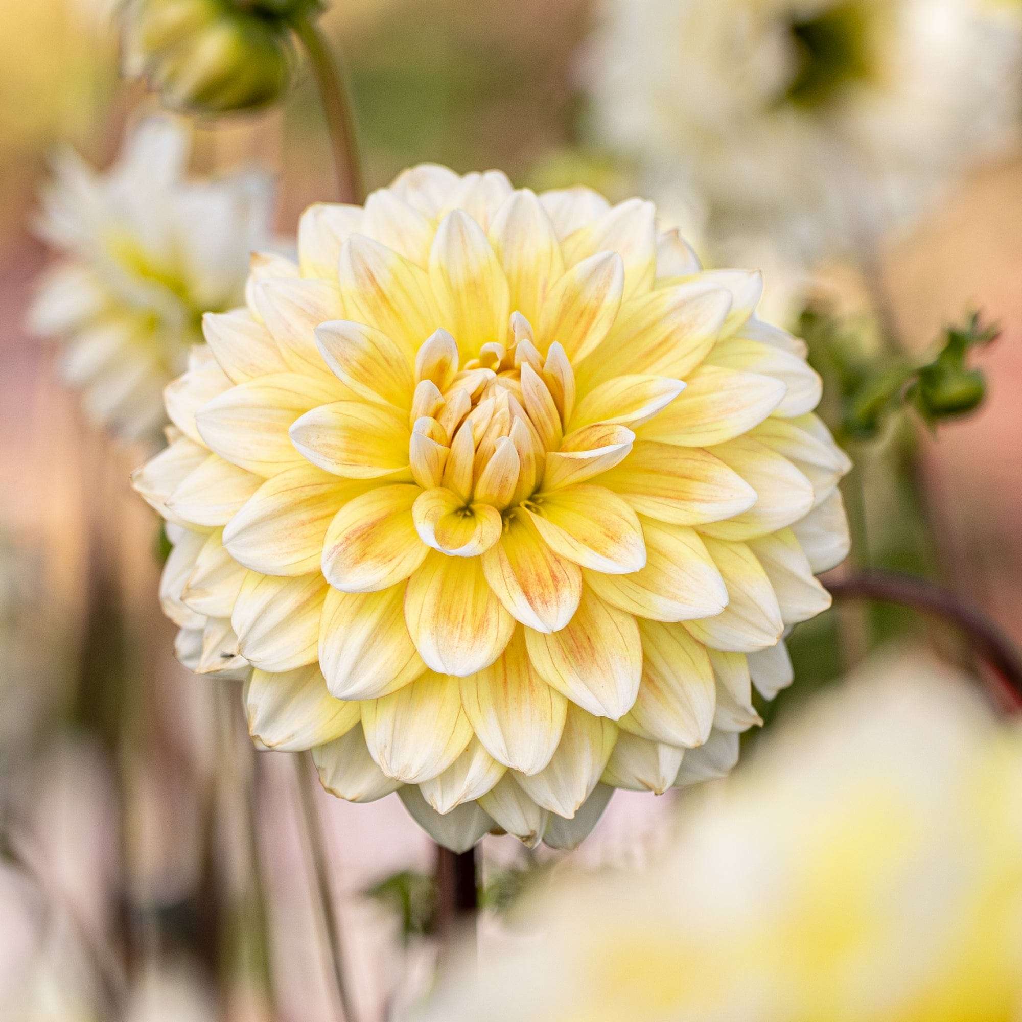 Dahlia 'Peaches and Cream'